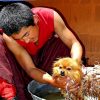 Pet Car Wash: How to Choose the Right One for Your Best Buddies